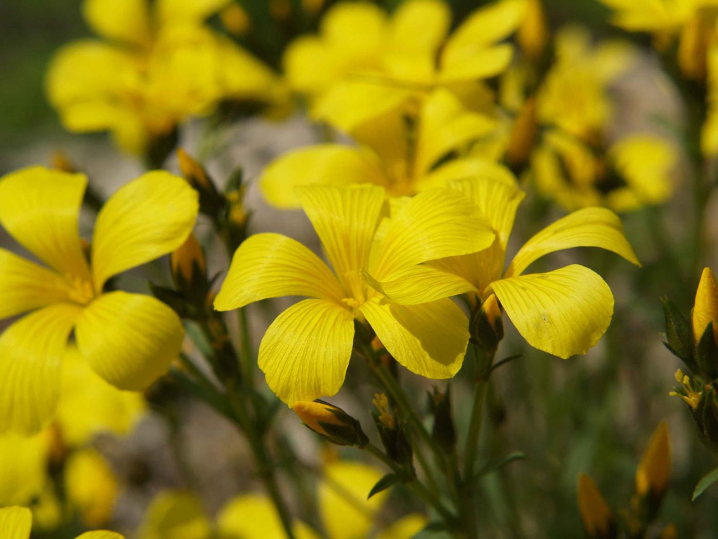 Flax, Yellow flower